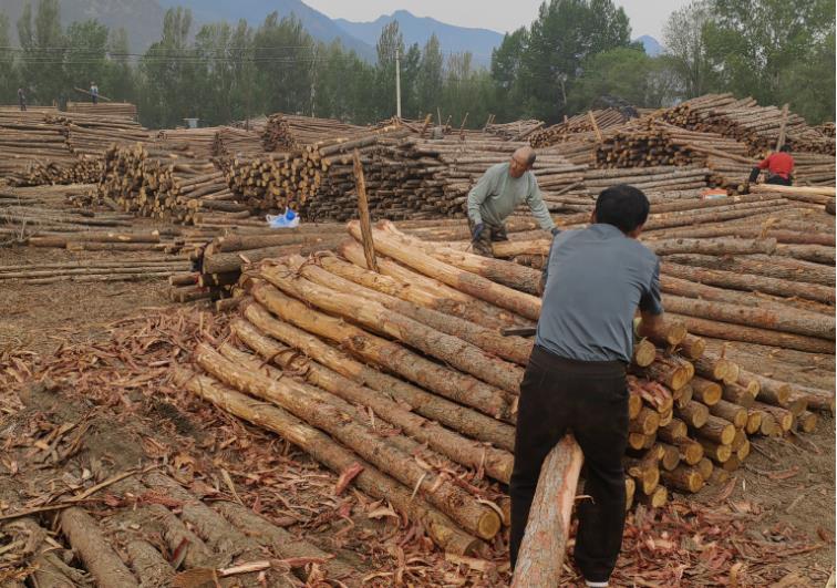 松木樁價格3米、4米、5米價格是多少