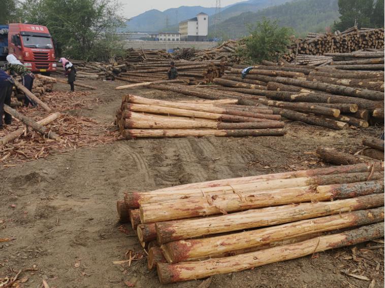 松木樁樁基施工方案